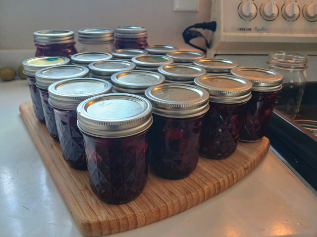 Many jars of freshly made strawberry jam cooling.