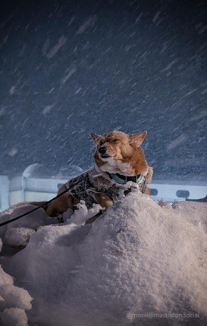 Moxxi the corgi is on top of a snow bank in front of a white building. There's a snow storm going and she's wearing a green parka. She has one eye open and one eye closed because of the snow.