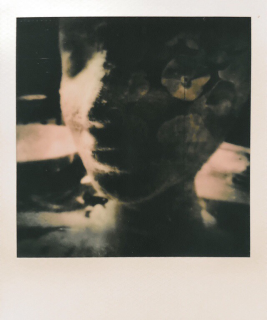 Polaroid double exposure photo : a sculpted head and flowers in the upper left skull hemisphere.