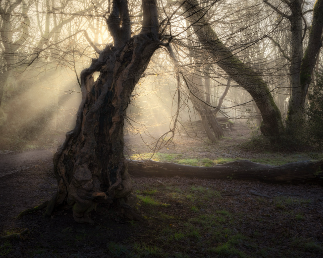 A hollowing ancient hornbeam tree in an ancient woodland on a beautiful winters morning, with mist catching the morning light to create an ethereal atmosphere 