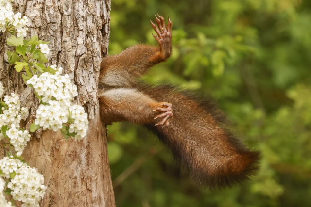 Photograph by Milko Marchetti. 
A tree with a few white flowers in front of it. The main focus of the picture is a squirrel half in the tree, the back feet are sticking out horizontally with the tail hanging down a little.