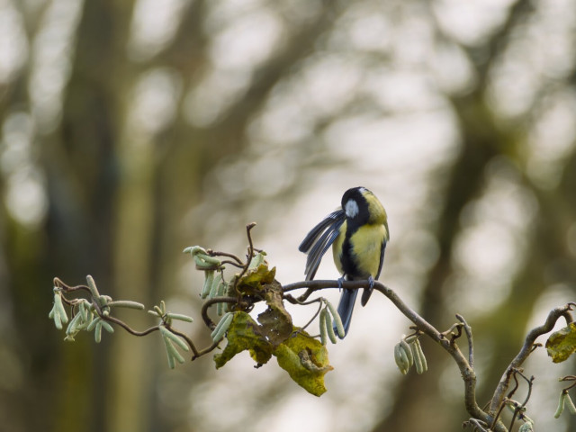 A small great tit perches delicately on a branch, preening its feathers in a quiet moment of care. The soft light and blurred forest backdrop create a peaceful scene, highlighting the bird's vivid yellow and black plumage.