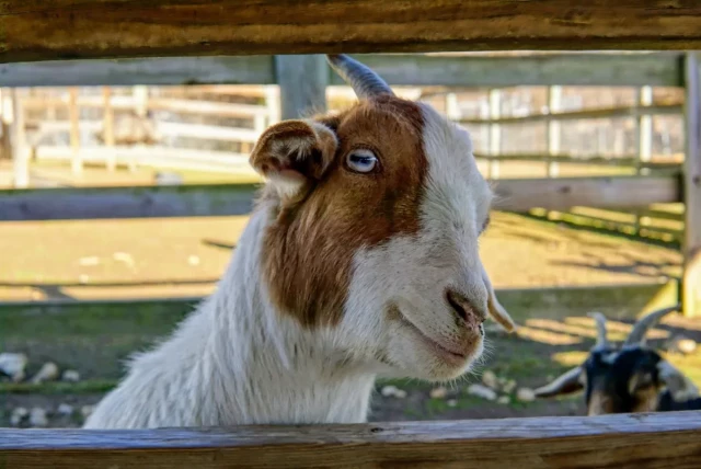 A curious and happy looking host peeking through a fence