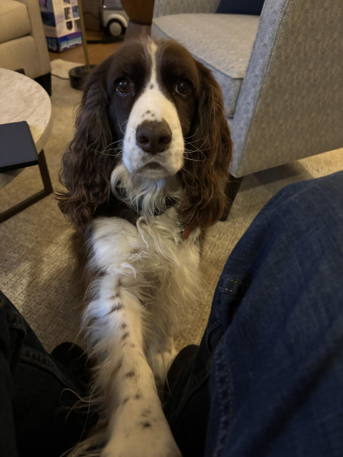 A brown and white Springer spaniel, with freckles on her nose and legs, has her left paw on the photographer's chair and looks directly into his eyes.