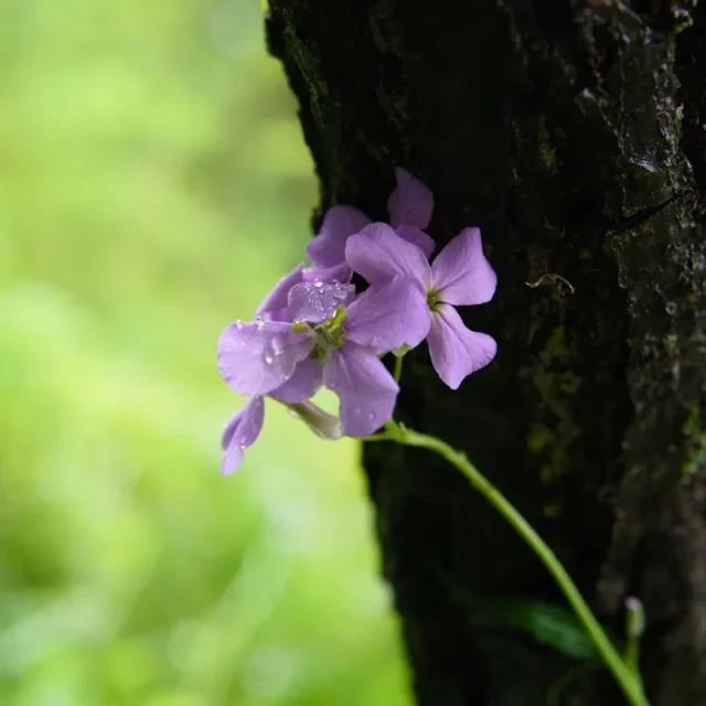 A purple Dame's rocket flower growing next to a tree