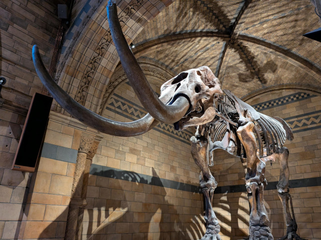 A Mastodon skeleton at the Natural History Museum in London 🦴