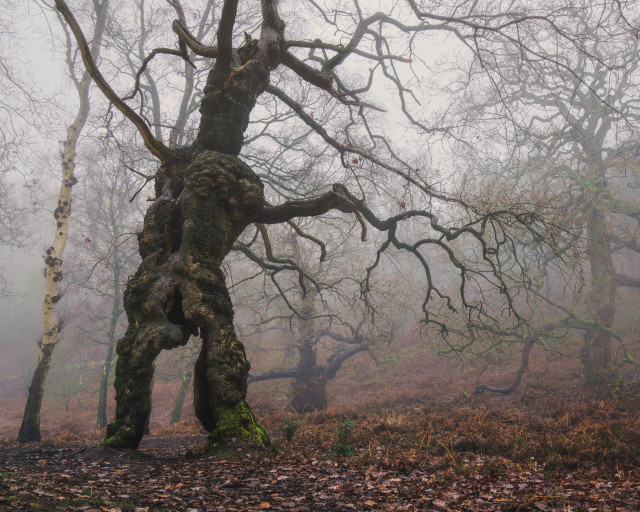 An ancient oak tree that has human-like form, standing in a foggy forest full of bare trees on a relatively warm winter's morning.