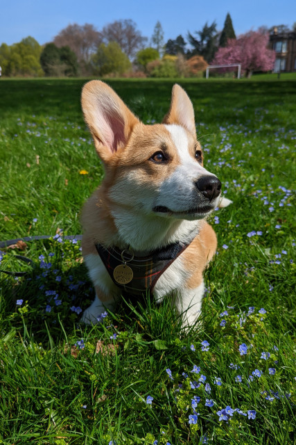 A young looking Sheridan sits alert looking just off camera. He's wearing a snazzy Barbour harness and is amongst bright green grass dotted with small blue flowers.