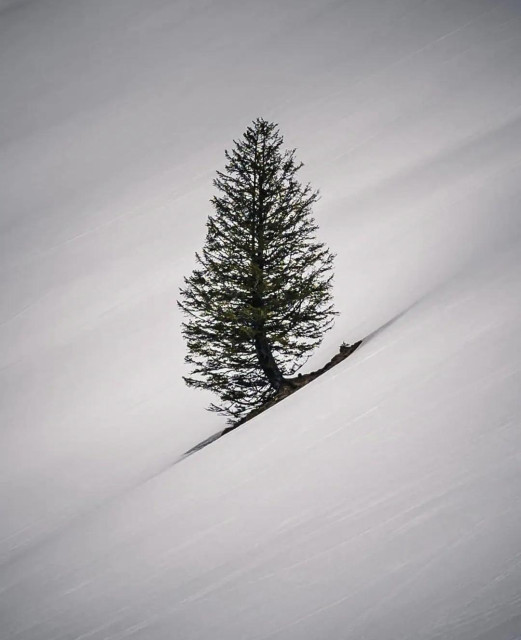 Photography. A black and white photo of a single conifer in the snow. The tree stands on a very steep snow-covered hill and is bent at the bottom but has grown straight again at the top. The minimalist photo shows the power of nature.