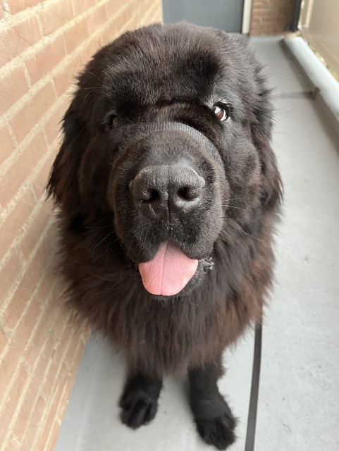 Odin the newfie looking up at the camera with overwhelming love and adoration 