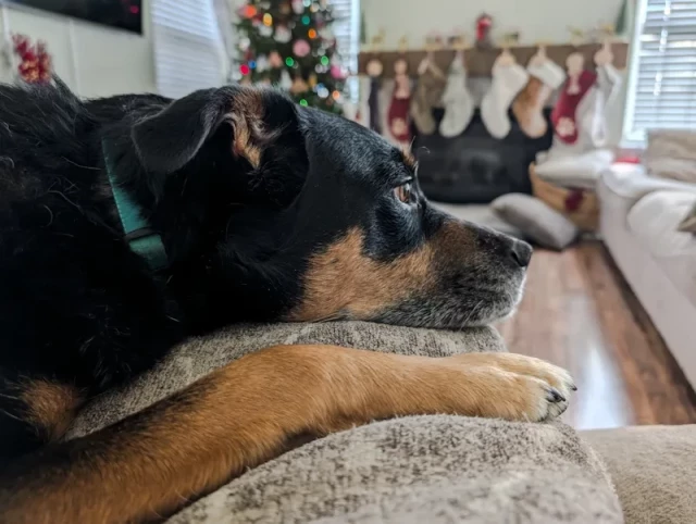 a close up side profile of my dog Anakin laying on a pillow on my lap