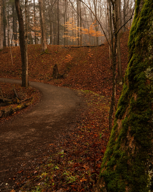 A gravel path curves out of frame on left. The banks of the path are covered with fallen leaves. A mossy trunk frames the right side. 