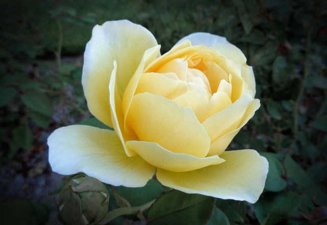 A vibrant almost 'glowing' yellow rose (C)P.Gamble Photography