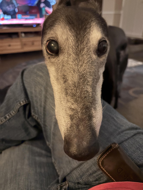 Photo of a black greyhound dog with greyed face head on. His head is hanging over a persons leg staring at the camera. 