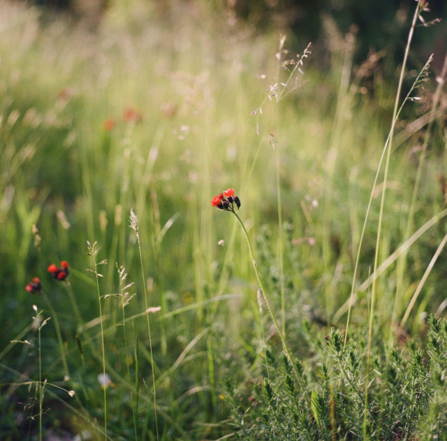 A colour photograph of long summer grasses and some Pilosella aurantiaca flowers. 