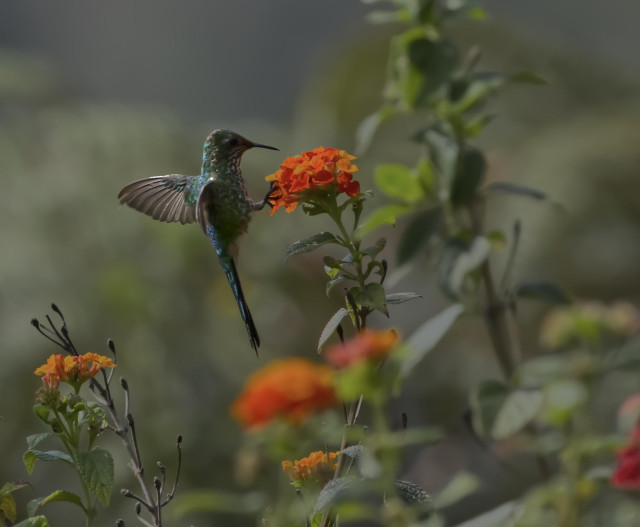 A small if chubby green hummingbird with a long tail and a spotty underside has a foot on an orange lantana flower where she is preparing to feed. This is the female Green Trainbearer. More blurred-out orange flowers in the background, a very distance green blurred out mountain in the background. Huembo, Peru. Photo by Peachfront. Nov 2024.