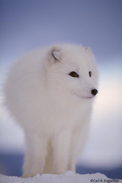 My color photo of an Arctic Fox (Alopex lagopus) in snow. ©Carl R. Englander 