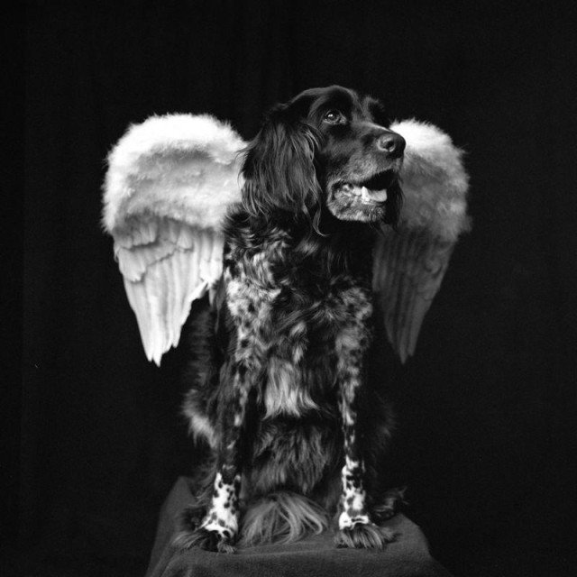 A small Münsterländer sits on a pedestal. The animal has angel wings tied to its back and looks expectantly