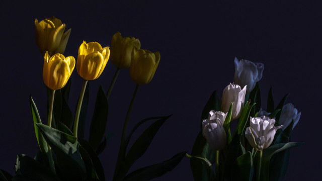 Yellow and white tulips. Dark scene.