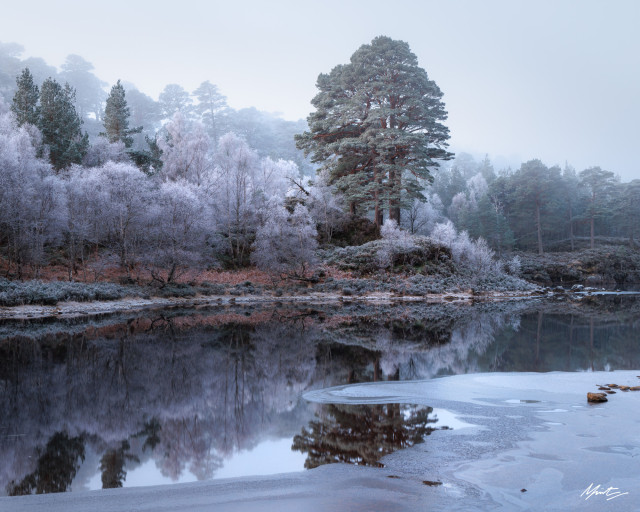 Scots pine trees stand tall above a frozen loch 