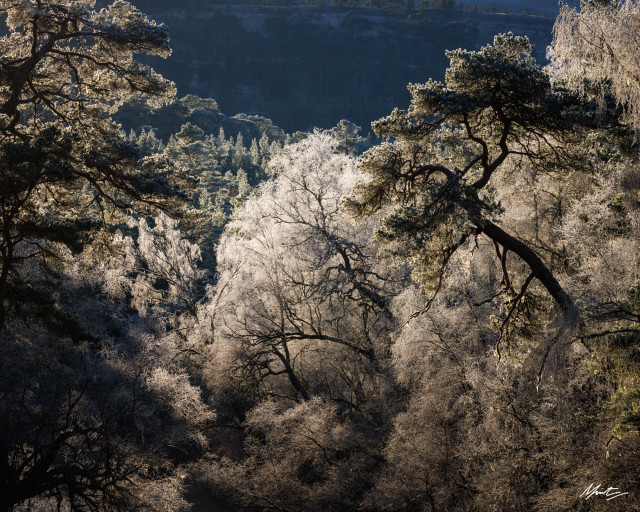 glowing frosty trees overhanging a deep wooded glen in scotland