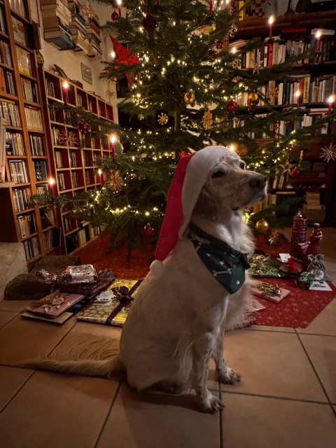 Ein englischer Setter sitzt mit einer roten Weihnachtsmütze bekleidet vor einem festlich geschmückten Weihnachtsbaum mit echten Kerzen und Lichterkette.