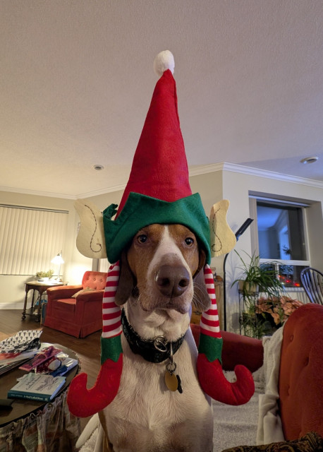 A brown hound dog with a white muzzle and pinkish brown nose is sitting, looking not quite straight on. Perched on his head is a ridiculous red conical hat with a white pompom at the tip and a green border at the base. The hat also has fake elf ears and striped red and white elf legs that dangle beside the dog's head, ending with red and green pointy felt booties. The expression on the dog's face communicates confusion, embarrassment and mild betrayal. He's happy though. He got some extra treats for putting up with the ridiculous outfit.