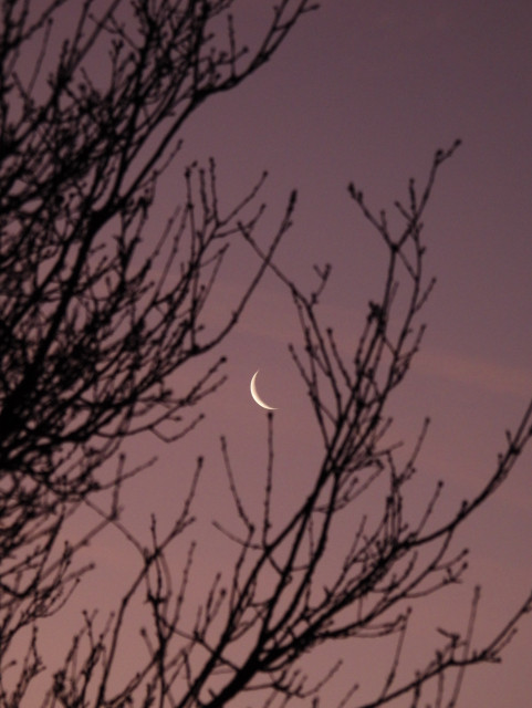 Dernier croissant de lune sur fond de ciel rose, on vous les arbres en premier plan