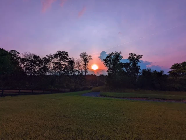 the setting sun in a pink sky between the dark trees over the green grass at the park 