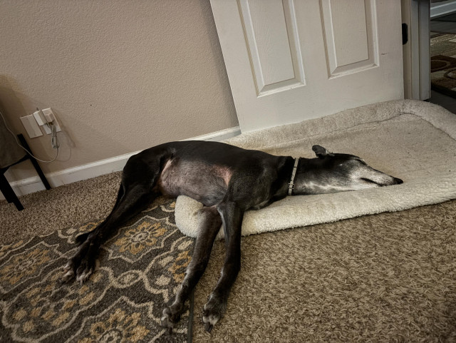 Photo of a black greyhound dog laying on the floor with legs stretched out as well as head. He looks like an AT-AT from Star Wars. 