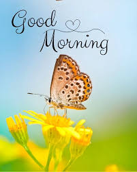 An image with a spotted butterfly sitting on a yellow flower and the words good morning in black font across the top of the image.