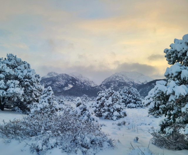 Light orange and blue colors stretch across portions of the sky with the sunrise. Snow-covered mountains poke through soft clouds in the background. In the foreground is thick snow, and snowy Piñon Pines and brush. 