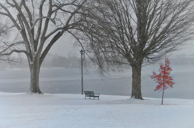 A bench and large trees sit beside a lake. Snow covers the ground and a haze is in the air from the falling snow. A small tree on the right side still covered in red leaves stands out in the scene.