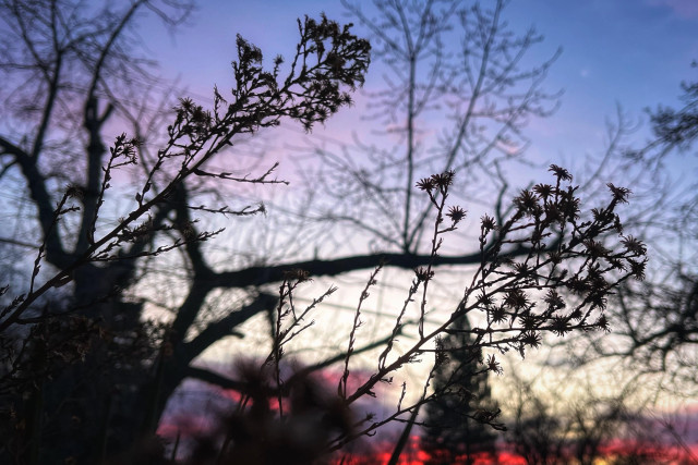 The dark silhouettes of dried aster stems in the near foreground, with dark silhouettes of blurred trees in the middle background, against a pre-dawn sky with shades of red, pink, and purple reflecting off some low clouds near the far horizon and a few wispy clouds above.