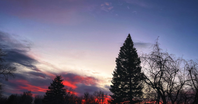 A wide view over the neighborhood with silhouettes of pine and bare-branched trees. Low clouds near the horizon plus a few wispy clouds higher up in the sky are glowing with shades of pink, red, and purple in the pre-dawn sky on a cold January morning.