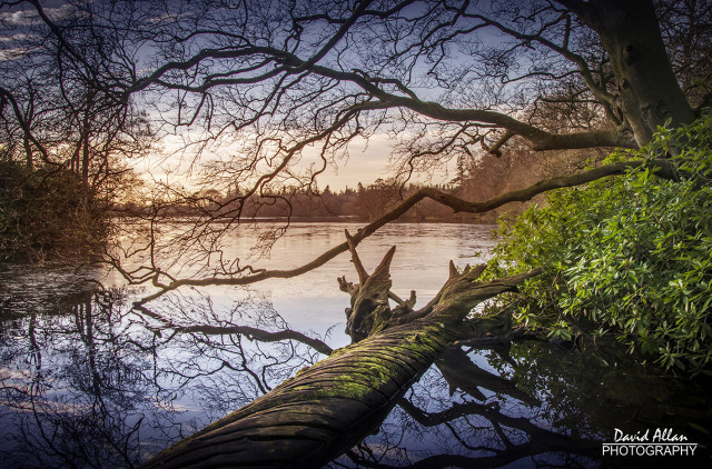 A view across Bolam lake through foreground trees in the depths of winter. The sun has already almost set, although just a couple of days into the New Year, is hanging around ten minutes longer.
The cold blue sky, reflecting in the water, adds contrast to the warmer hues of the setting sun's glow.