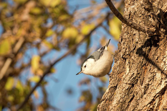 A small bird with a white belly and dark cap clings to the side of a tree trunk, set against a backdrop of blurred branches and leaves. Sunlight illuminates the scene, highlighting the bird's delicate features and the tree's textured bark. Photography by Debra Martz