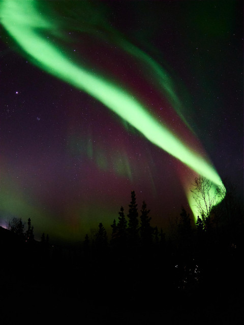 A green and magenta veil of the aurora looking as if it is descending from the night sky upon the tops of trees of a wood.