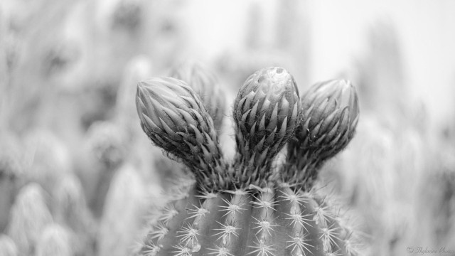 4 large flower buds sprout from the top of a spiky cactus plant in this black and white image.  Blurry background.  In reality, the cactus is green, the flower buds pink with dark brown/black hairlike structures at their base.  That's why it's in black and white.