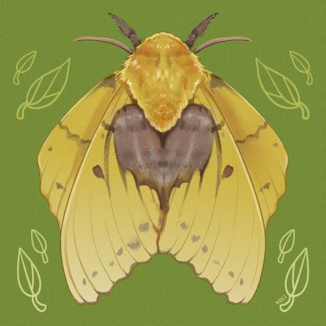 Digital art of a yellow moth with a fuzzy top part, brown antennae, and brown patch kind of shaped like a heart in the middle of its wings. The background is green with stylized doodles of leaves on it.