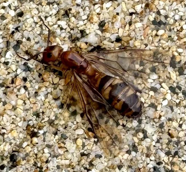 A brown bug with a segmented body lays on some sand. The bottom segment is kinda striped like a bee, the top half looks like an ant?