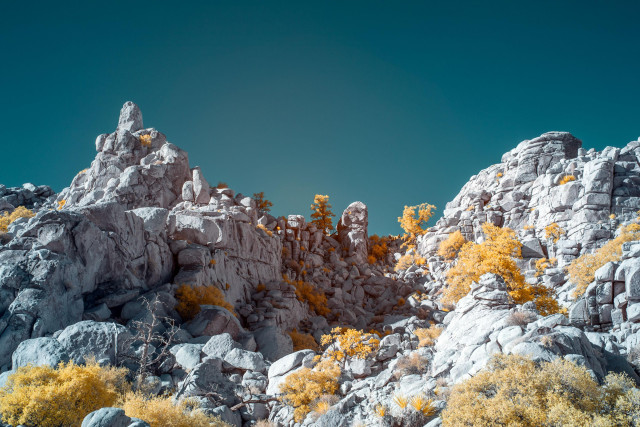 Infrared photo of rocky terrain in Joshua Tree national park. The foliage appears yellow and the sky is cyan.