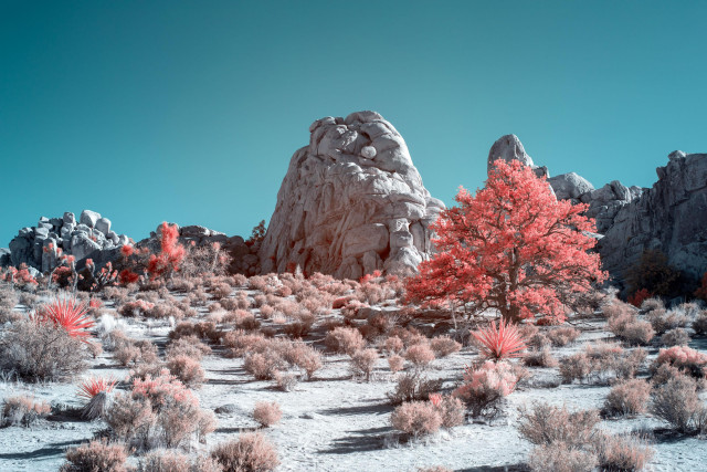 Infrared photo of a tree amidst rocky terrain in Joshua Tree national park. The foliage appears pink and the sky is cyan.