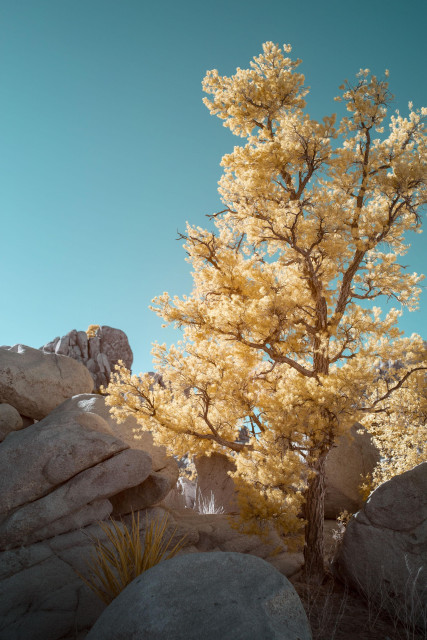 A close-up of a tree with its leaves appearing yellow against a cyan sky