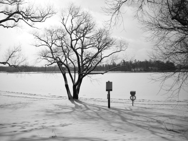 A large tree stands on the shore of a frozen lake. Snow covers the ground and most of the lake is frozen. Branches from nearby trees can also be seen as well as the silhouetted outline of trees on the distant shoreline. This is a black and white image.