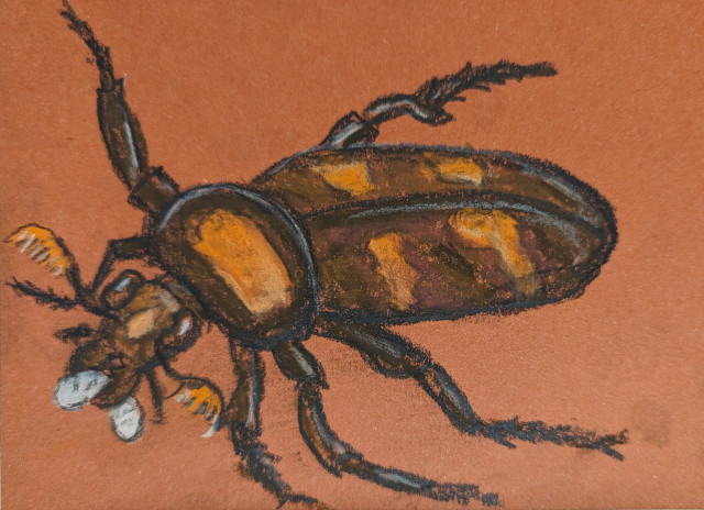 Chalk/charcoal drawing amid an American burying beetle (black and orange spotted beetle) carrying a larva.