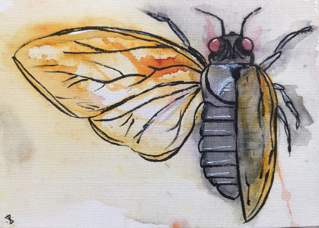 Watercolor painting of a cicada in scientific illustration pose: one set of wings is extended fully, the other folded up.