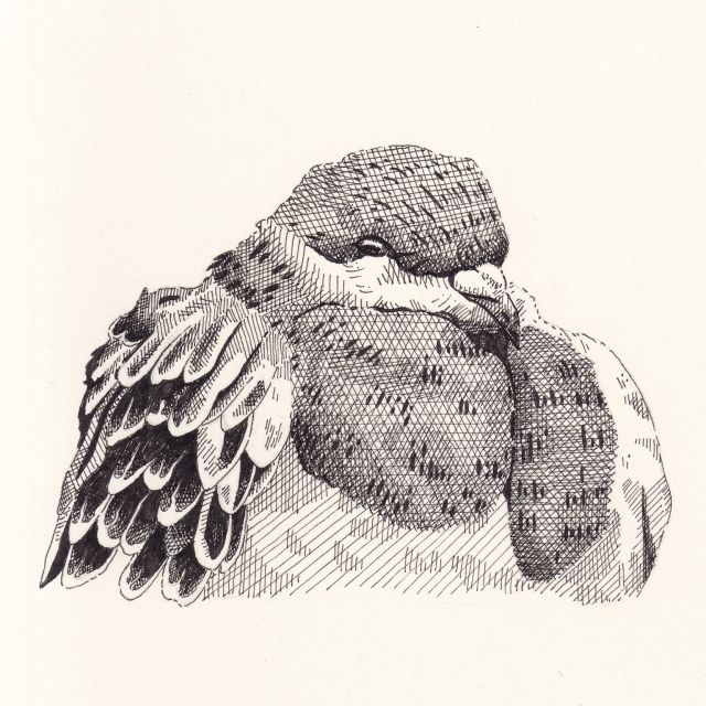 Ink drawing of a sleeping pigeon