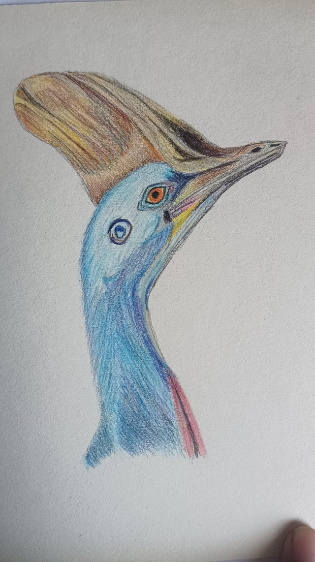 A close up of a cassowary head. It has a blue neck and an orange brown crescent above the head