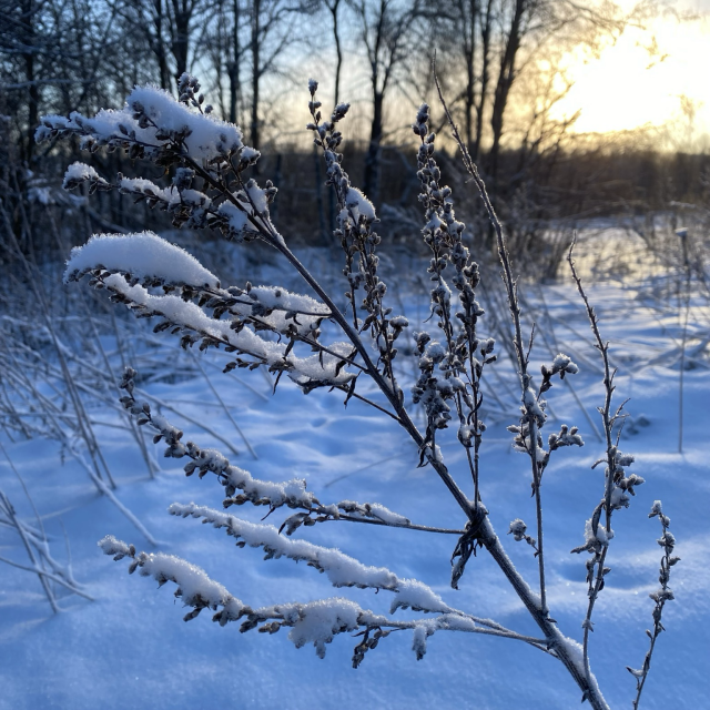 Talventörröttäjiä lumisessa maisemassa, auringonpaiste vastavalossa.